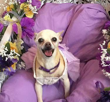 BONZ: Bonz has the scoop on Miss Sadie’s bridal shower