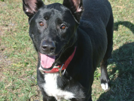 Meet Cody – H.A.L.O Rescue’s Pet of the Week