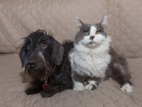 BONZ: Howdy, pard! Bonz meets Max’s best bud Uber