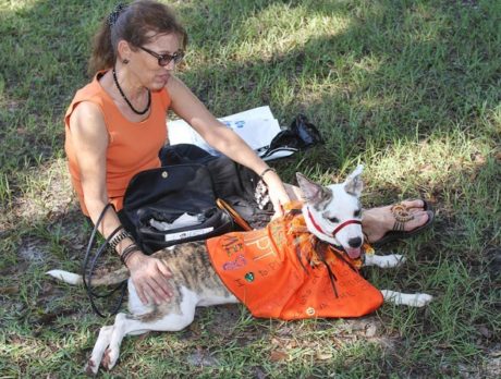 Howl-O-Ween Dog Costume Pawrade & Pet Expo