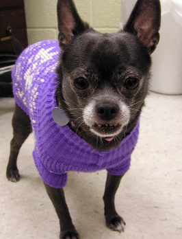 Cold weather this weekend could leave pets shivering