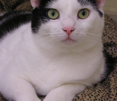 Humane Society cats to host “Cake and Catnip” Party