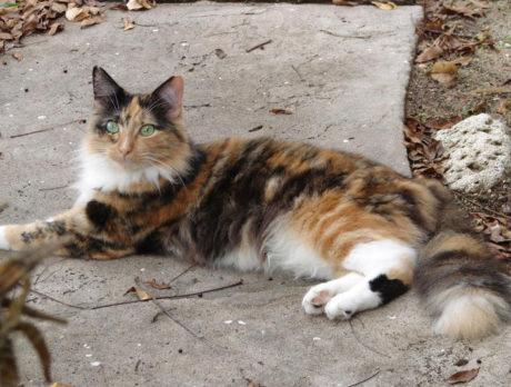 BONZ: Sadie the Tortoise Shell is one cool kitten