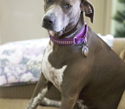 BONZ: Bonzo learns all about the dogs’ own TV channel