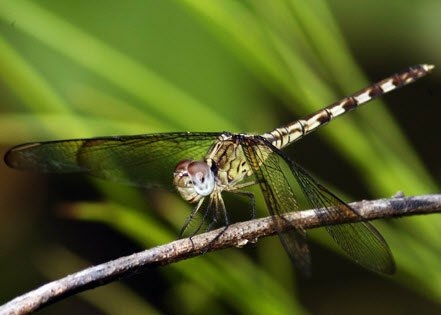 012_FourWings