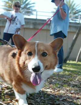 Corgis have yowlin’ good time at 7th annual roundup