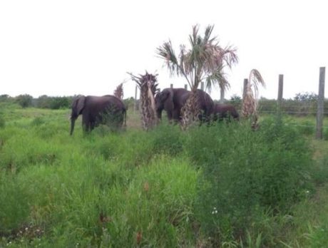 First elephants move into Fellsmere’s elephant facility