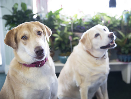 BONZ: Golden Lab sisters who run a flower shop