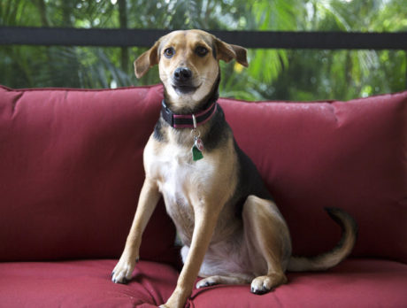 BONZ: Nola – The traveling, bilingual, Puerto Rican pooch