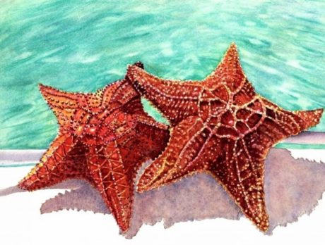 Gallery 14 to present watercolorist and wine label designer Colleen Nash Becht