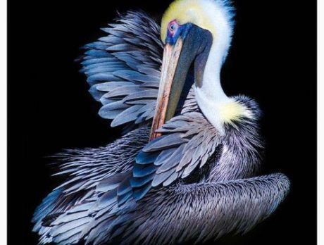 Greg Hills photographic exhibit at Inlet Wines reception May 9
