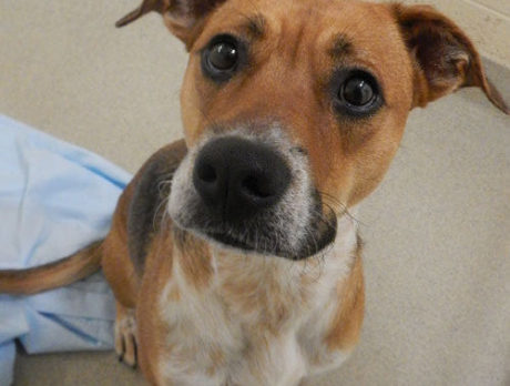 Meet Mabel- Humane Society’s pet of the week