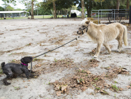 BONZ: Mini-schnauzer finds perfect job in busy barn