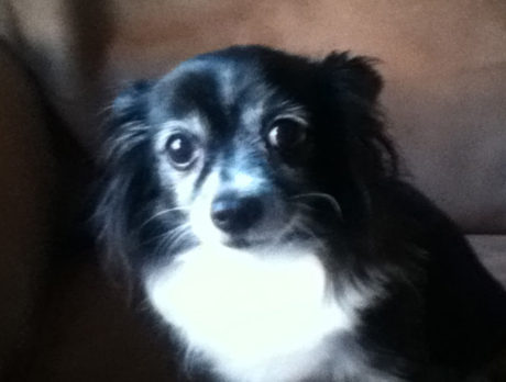 BONZ: Bonzo studies Spanish to interview a Chihuahua