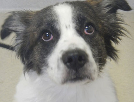 Meet Zorah – Humane Society’s Pet of the Week