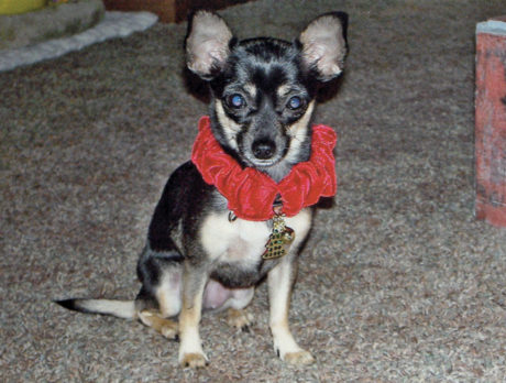 BONZO: Two chihuahuas share the good life with artist mom
