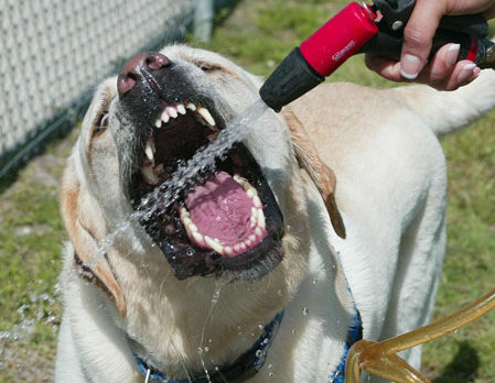 HAVE CAMERA: Random Pixels – Dog Days