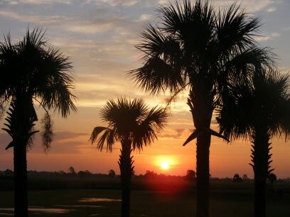 014_PalmsinTheMorning
