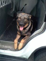 Teen arrested for injuring K-9 in attempt to flee