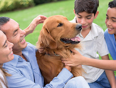 Prepare Your Pet for Summer