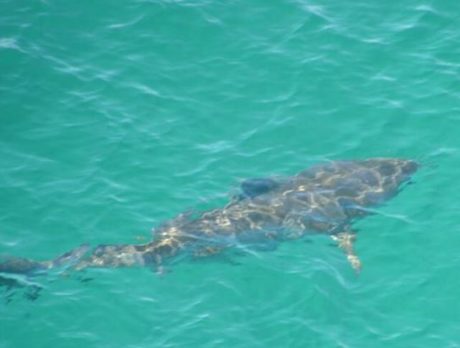 BUZZ: Sharks that use twitter?