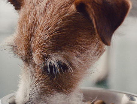 4 Tips for Helping Pets in Need