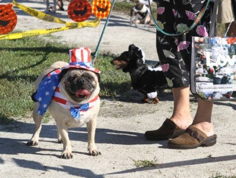 Howl-O-Ween Dog Costume Pawrade & Pet Expo