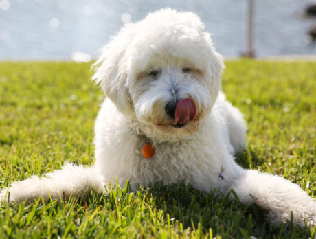BONZ: Bonzo meets Lexi the Goldendoodle