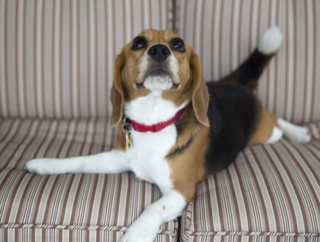 BONZ: Gracie has Bonzo thinking about baying lessons
