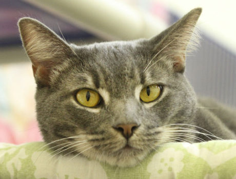 UPDATE: Humane Society places 3rd in ‘catification’ makeover