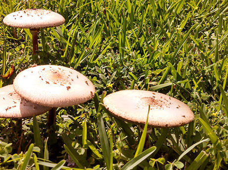 CAMERA – Random Pixels: There is a fungus among us