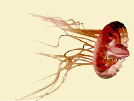 Gallery 14 features undersea photography by Dr. Edie Widder