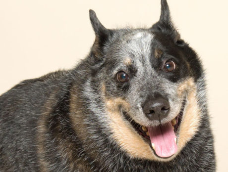 Meet Dingo – Humane Society’s pet of the week