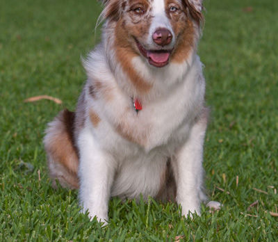BONZ: A not-from-Australia Australian shepherd