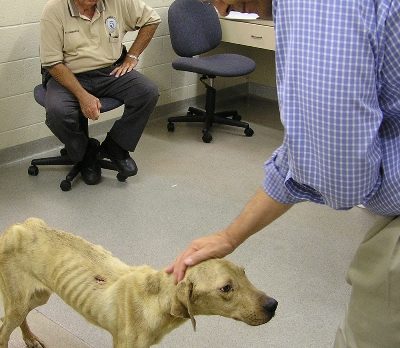 Humane Society seeks public’s help with case of 2 starving dogs