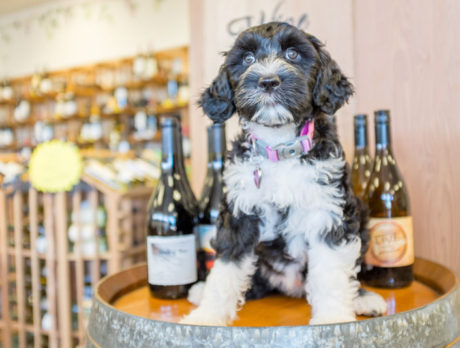 BONZ: Bonzo meets Portuguese water dog puppy
