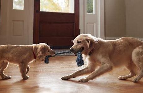Outward signs of aging in your pet and how to take action