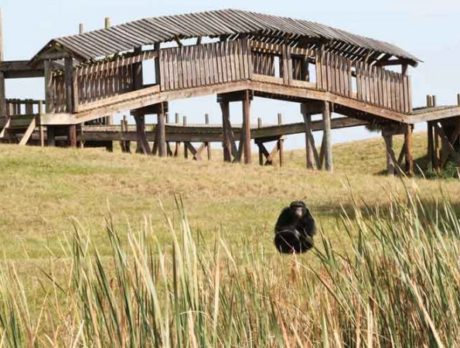 Save the Chimps celebrates end of Great Chimpanzee Migration