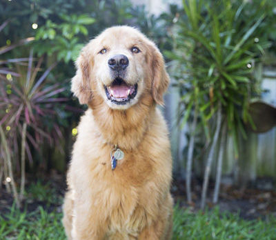 BONZ: Golden Retriever has a statue made for him