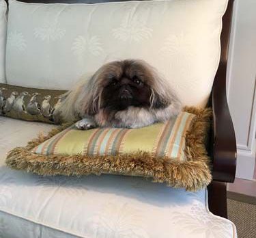 BONZ: Bonz says little Pekingese is one spunky Monkey