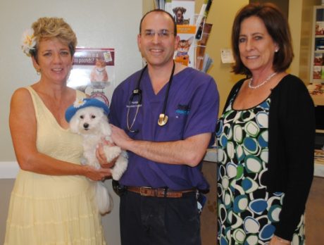 Pooches on parade at Hibiscus Festival
