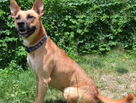Meet Johnny Guitar – H.A.L.O. Rescue’s Pet of the Week