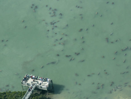 Manatees latest casualty of cold snap – about dozen dead in area waters