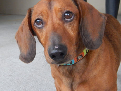 Meet Henry – Humane Society’s Pet of the Week