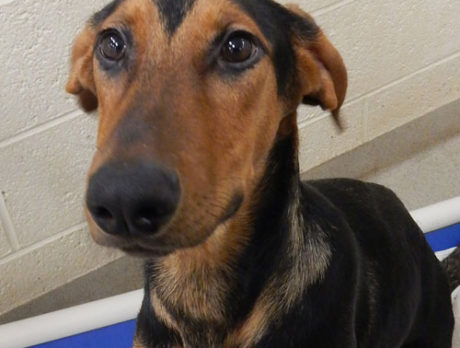 Meet Mary Kate – Humane Society’s Pet of the Week