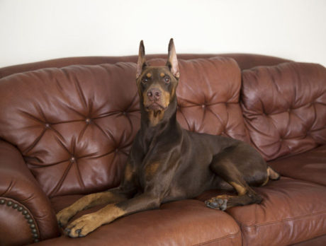 BONZ: A champion Doberman leaves Bonzo starstruck!
