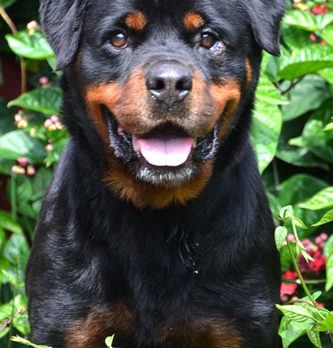 Meet Ramona – H.A.L.O Rescue’s Pet of the Week