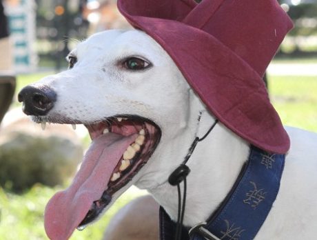 Howl-O-Ween Dog Costume Pawrade & Pet Expo