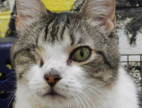 Meet Moses – Humane Society’s Pet of the Week