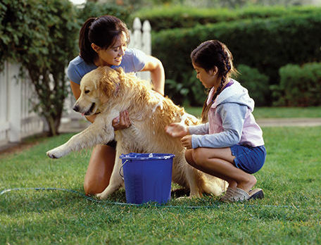 Protect Your Pets from Summer Pests